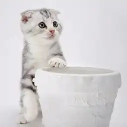 可爱的龙猫的美拍美拍让短视频更好看
