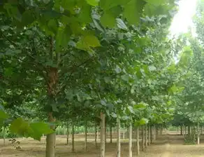 速生法桐价格速生法桐种植速生法桐图片土巴兔家居百科