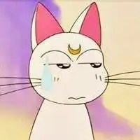 美少女战士猫咪头像微信头像图片大全