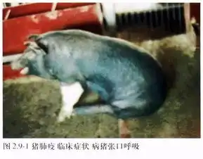 史上最全猪病图谱,近百张图片,详解50多种猪病