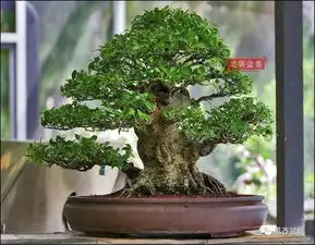 台湾盆景大师郑诚恭改作的一棵榕树
