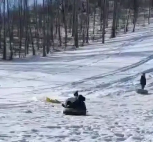 哈尔滨情侣叠罗汉坐充气圈在野外滑雪时撞树,女子需开颅男子昏迷