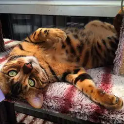猫奴说家里的猫皇每天都穿着霸气虎袍走来走去
