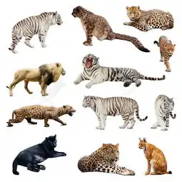 猫科动物摄影图片高清图片免费下载jpg格式1000像素编号26217811千图网