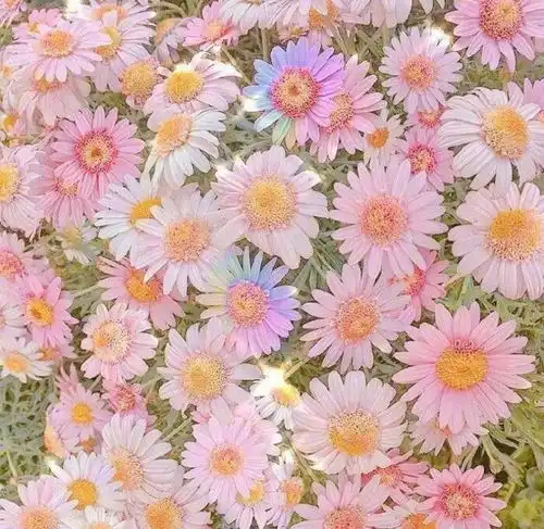 2023最新繁花盛开风景头像