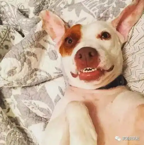 狗狗搬家后交不到朋友,主人就为它策划了一个大惊喜