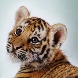 12月21日,生肖虎蛇羊猴狗运势最旺,桃花最好