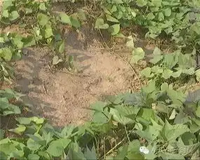 男子用枪误杀女童说原来不是兔子后离开