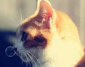 猫治疗耳螨用人的药可以吗