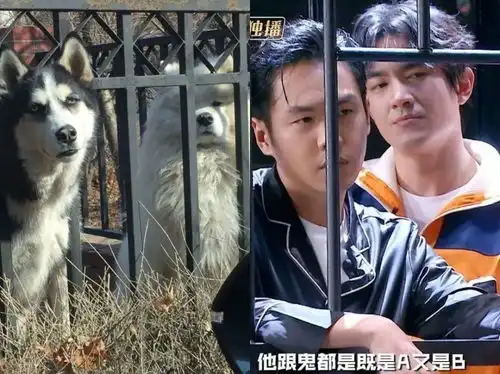 比泥塑更上头的狗塑