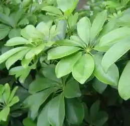 旺财旺家的28种植物