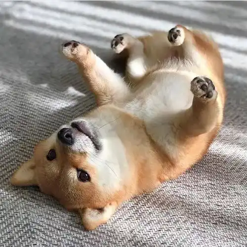 小柴犬头像,太可爱了