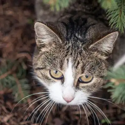 可爱猫头像,高清可爱又萌的真猫