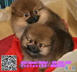 出售纯种哈多利球型博美幼犬高品质纯种博美犬的图片-宝安大浪易登网