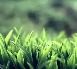 做人如草