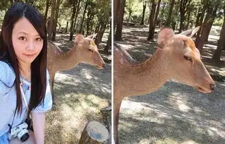 美女游日本与小鹿合照遭王之蔑视画面爆笑