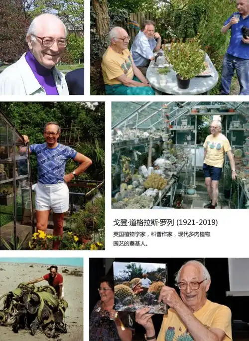 一盆好看的玉珠帘,也能激起老阿姨的少女心