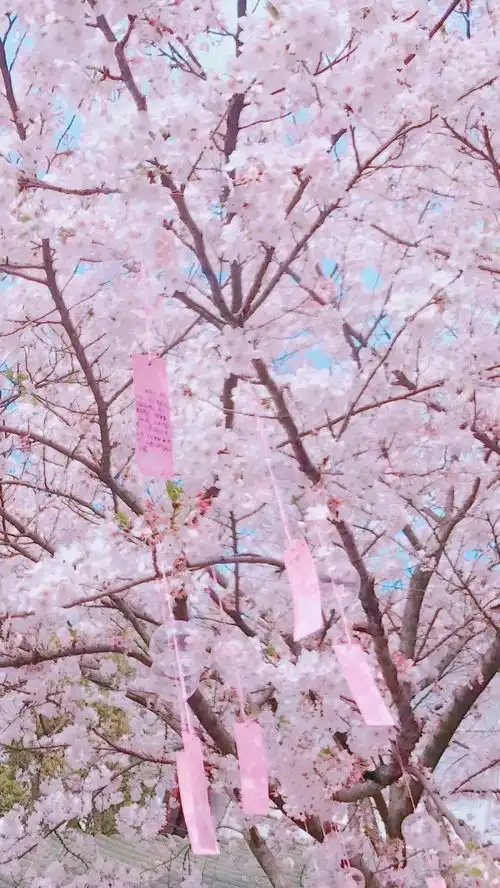 小央美绘画素材又是一年赏樱时,唯美梦幻樱花绘画参考
