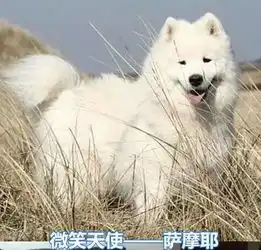 事实证明,所有汪星人中二时都是一个狗样