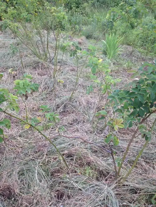 每一棵草都是一个肥料加工厂,我在大理向苍山学种地