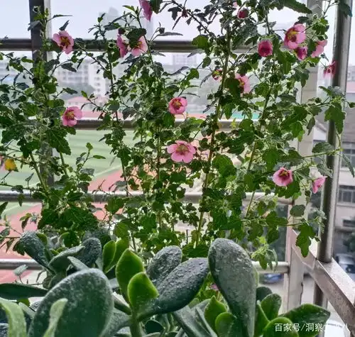 少女盆栽小木槿,清新如怡花期跨三季,营造温馨小阳台