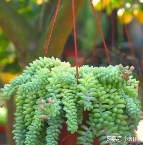 10种适合栽种在花盆里的多肉植物,养成室内盆栽也能生长良好