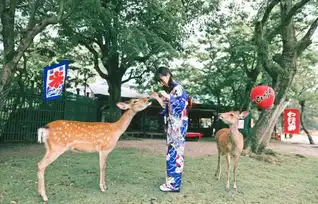 去日本赏樱这里有一只猫咪比你还会玩