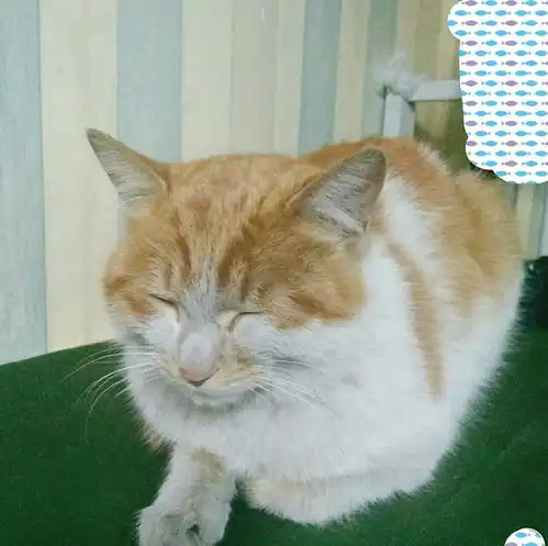 宿舍里一只以卖萌为生的喵星人,同学们下课都带很多好吃东西喂它