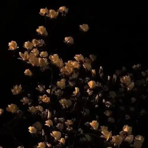 暗色系背景图种自己的花爱唯美图片我要个性网