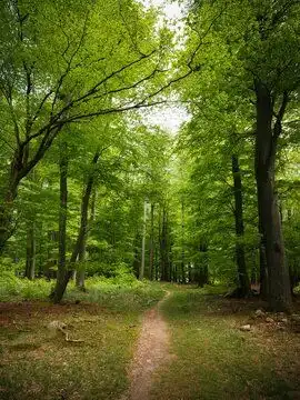 森林图片图源免费点击来源直接获取大图文件ahikingtrailinnatureinthemiddleofagreenforest摄影竖幅森林高清大图