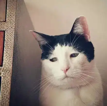 这猫整天就是一幅蓝瘦香菇的脸,让人看后一秒就想拿它做头像了...