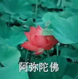 上周刚过九岁生日的诺一宝贝都长这么大了,还记得他在爸爸去哪儿里的样子么