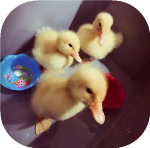 我是一只丑小鸭