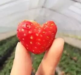 草莓季魔都采草莓最全指南
