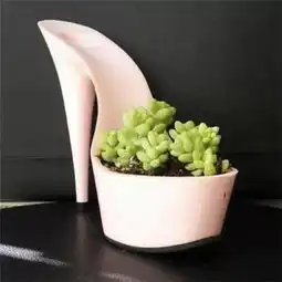 早知道旧鞋子养花这么赞,还买什么花盆呢