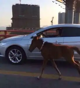 邱某赟
