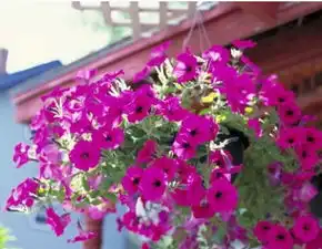 生来旺夫招财一流,子女成人中龙凤,财运亨通,躲不过富贵的生肖