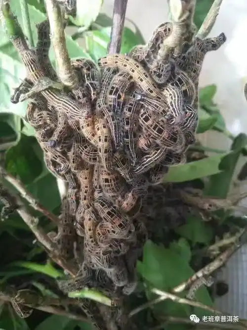西双版纳普洱茶树原始森林糖宝,会幻化成美女吗