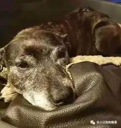 父亲离开后狗狗每天抑郁不堪,女儿为使狗狗走出困境,竟拿父亲头像这样做