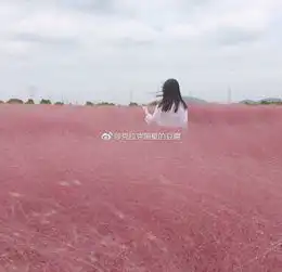 一年只有一个月,错过必须等一年魔都粉黛乱子草卷土重来,去晚了合影都要排队