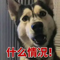 是谁给你的勇气,让你捡回一只哈士奇