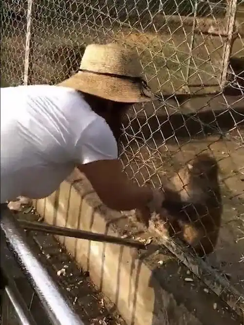 女孩动物园里喂猴子,突然发生的一幕,让她哭笑不得
