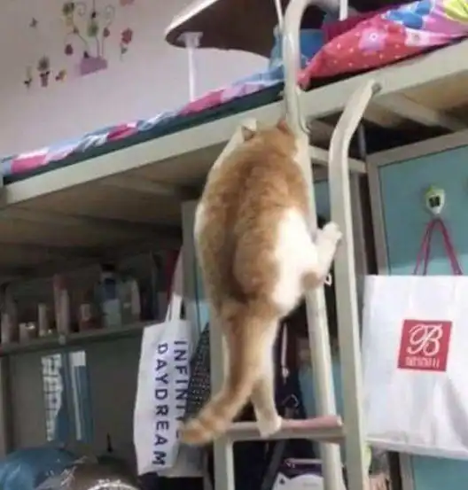 大学生宿舍偷养了橘猫,阿姨走进一看,却笑着扶墙出来