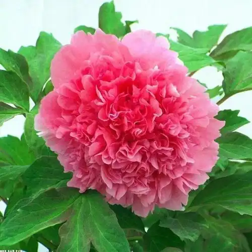 分享图片,一组顶级绝美红牡丹