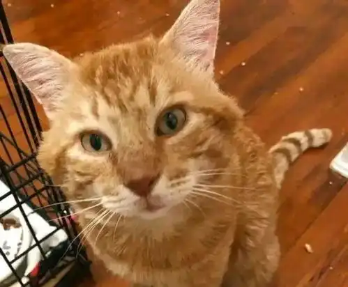 橘猫窗外大喊开门,吓得女孩赶紧找食物,女孩不对,我没猫啊
