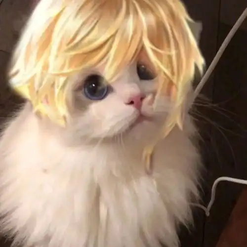 王者猫头像自制