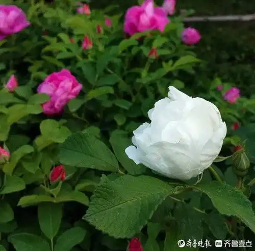 我是一只白玫瑰