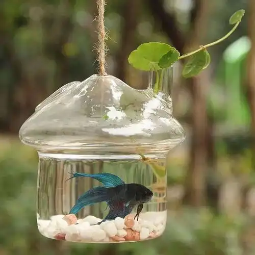 花鱼同养原来有这么多好处,花根茎壮实开花艳,小鱼健康灵动