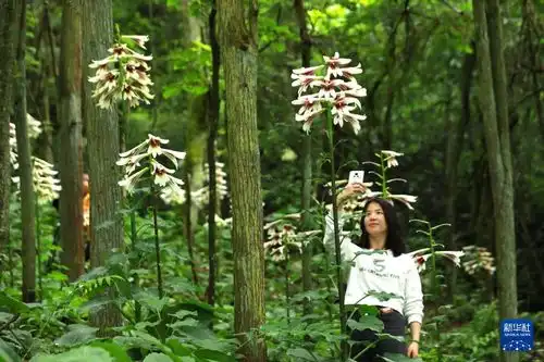 中国贵州省剣河県森林野生开花