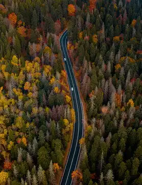 森林图片图源免费点击来源直接获取大图文件topviewofcurvyroadpassingthroughthebrightautumnforest摄影竖幅森林高清大图